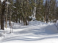 73803CrLeUsm - A lovely Sunday afternoon walk with Beth at the George Langman Sanctuary   Each New Day A Miracle  [  Understanding the Bible   |   Poetry   |   Story  ]- by Pete Rhebergen